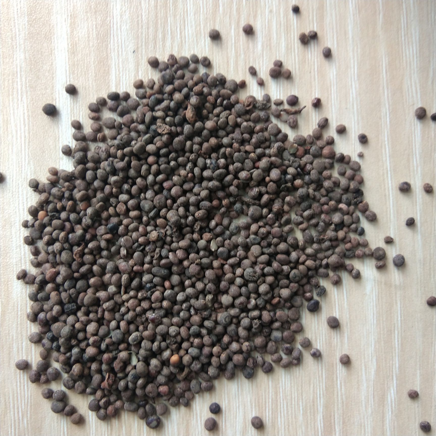 凤仙花种子凤仙花籽 ，急性子种子，10斤以上非边远地区包邮！