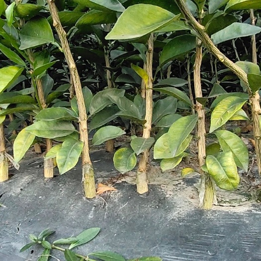新宁县纽荷尔脐橙苗 嫁接苗 0.5~1米
