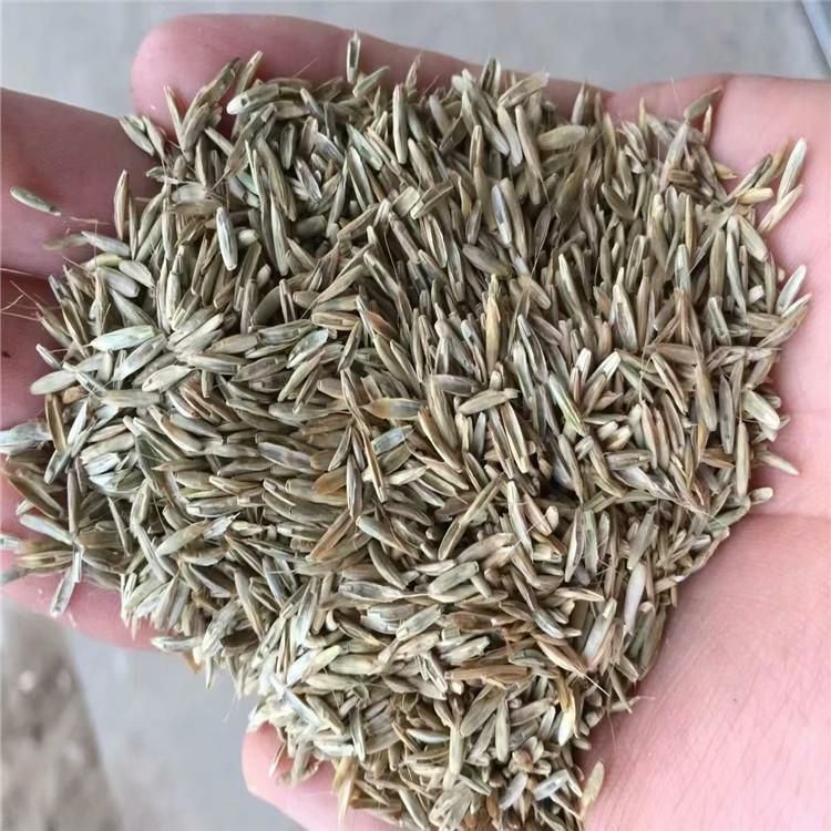黑麦草种子黑麦草草籽草坪草种