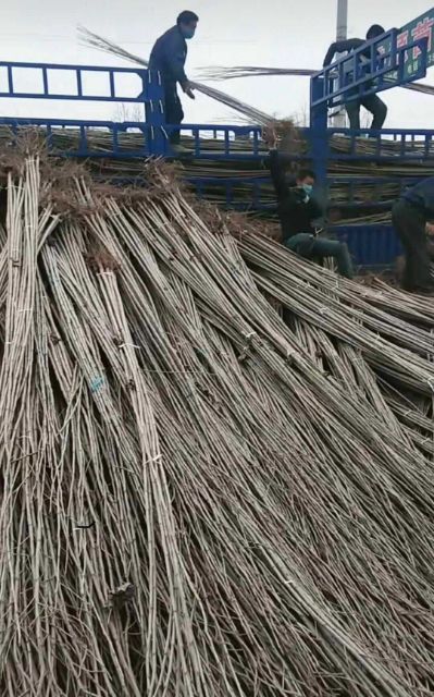 供应精品杨树苗107种条