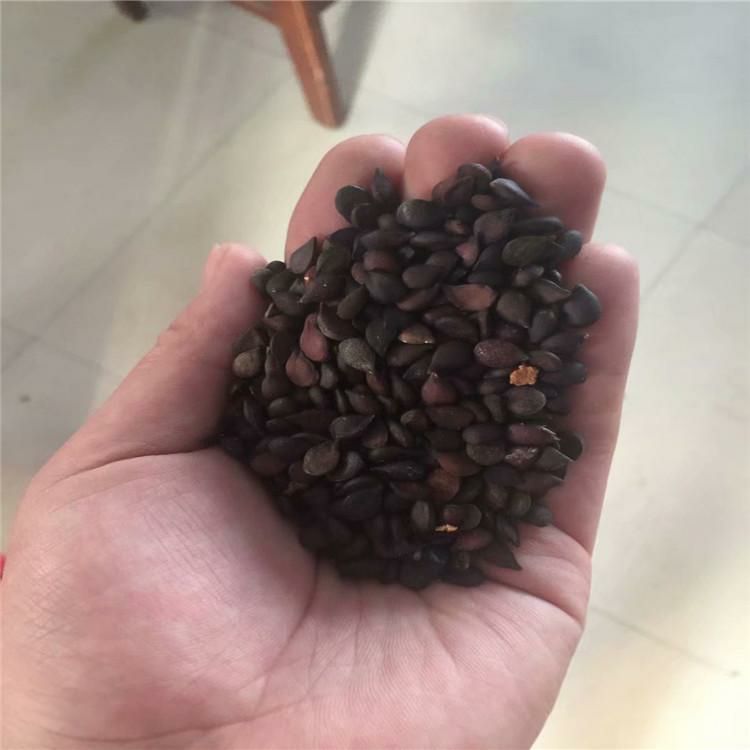 梨树种子 山梨种子辽宁省开原市货源