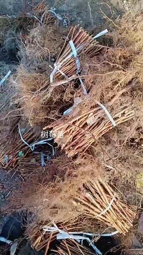 白山澳洲红树莓苗 裸根苗 裸根苗