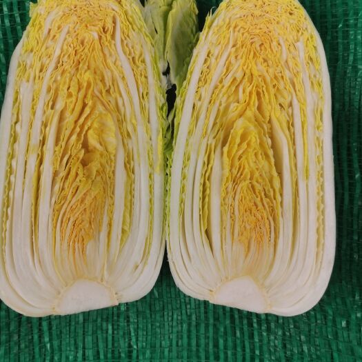 宜城市黄心娃娃菜  湖北大量上市，