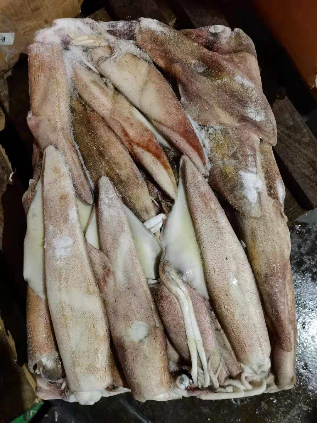  西非鱿鱼 G GG M各规格现货 马尾发货 长期稳定供货