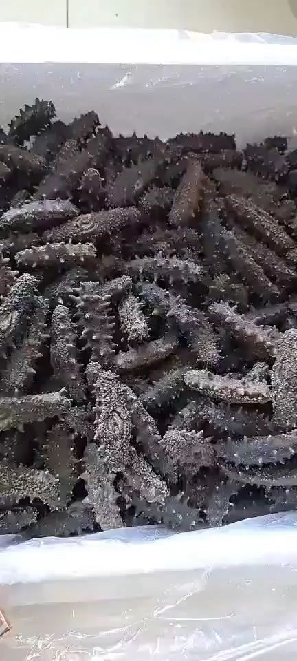  正宗海参（辽参）一手货源，实体店批发，零售均可，规格齐全，