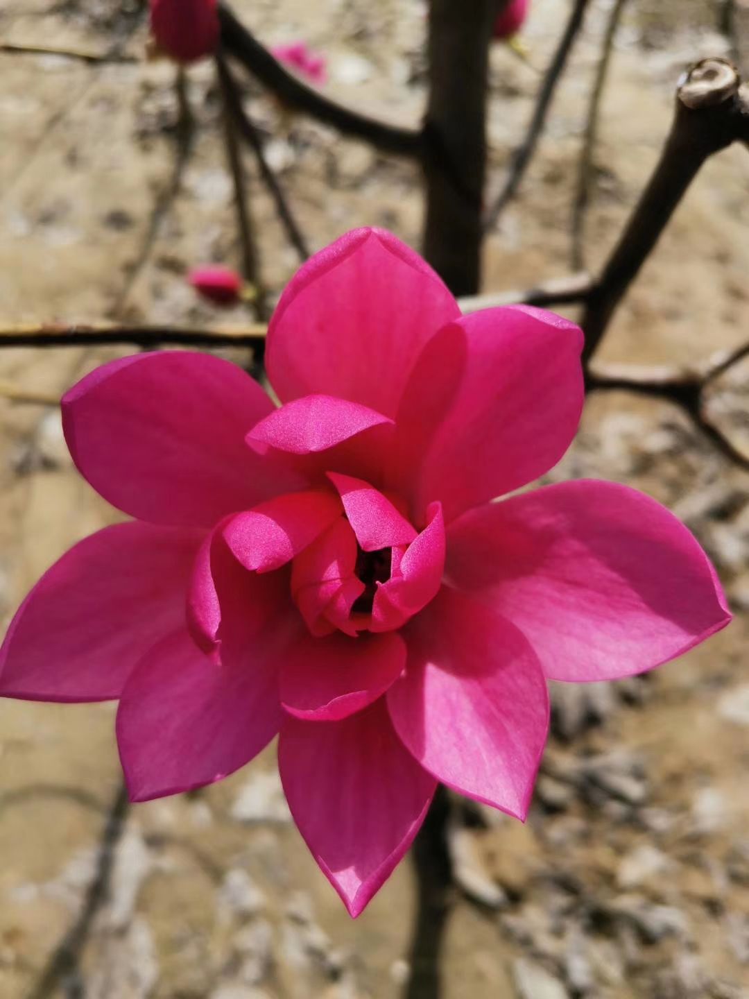 娇红一号红花玉兰  娇红牡丹玉兰  当年苗  牡丹玉兰