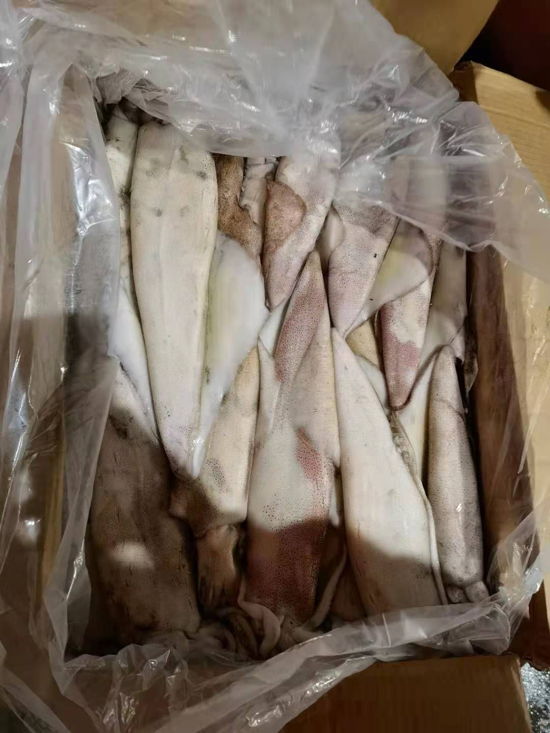  西非鱿鱼 G GG M各规格现货 马尾发货 长期稳定供货