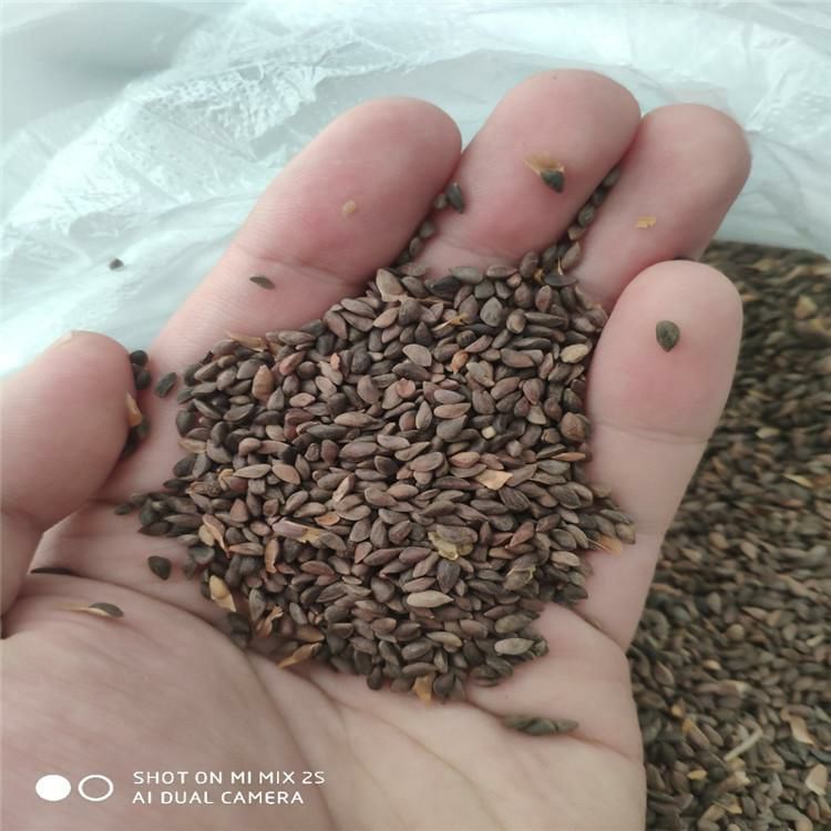 云杉种子辽宁省地产耐寒种源