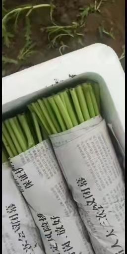 辽阳县精品茼蒿小白菜苦菊小萝卜。本人诚信为本，希望与大家合作共赢！