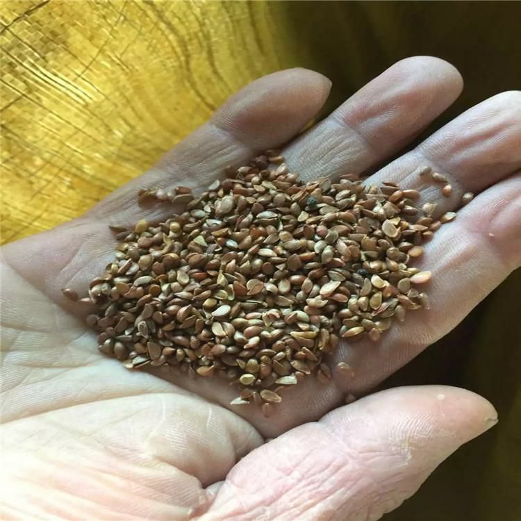 海棠种子辽宁省地产耐寒种源