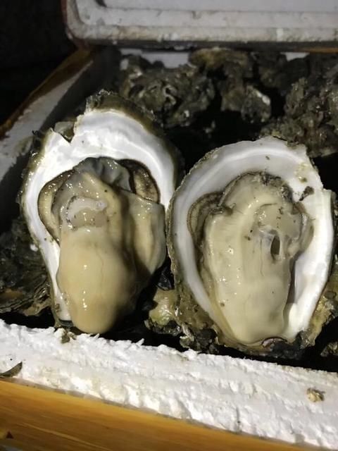 东山县净化蚝 福建省漳州深海吊蚝，原产地直供，6-8规格一斤3元