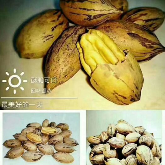 建水县新鲜碧根果（美国薄壳山核桃），大量批发，价格美丽！