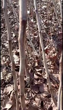 泰安大果山楂苗 