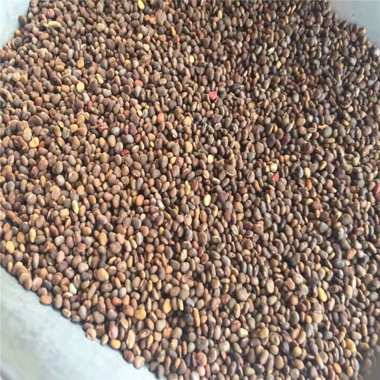 火炬花种子  火炬种子，森源苗木种子经销处
