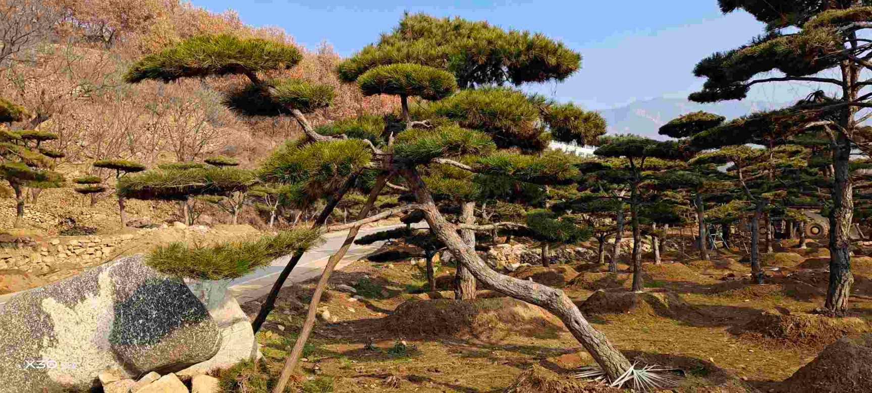 造型松树  精品造型松，景观松，造型油松，造型黑松