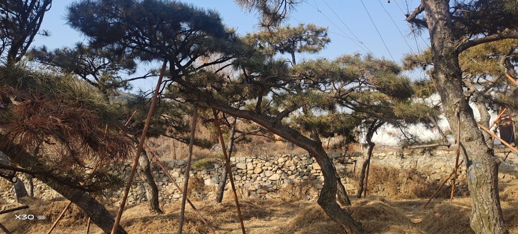 造型松树  精品造型松，景观松，造型油松，造型黑松