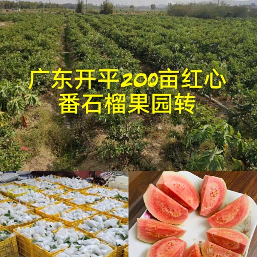 开平市广东开平赤水200亩红心番石榴果园转，14000棵番石榴