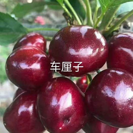 平邑县俄罗斯8号樱桃苗  俄罗斯八号樱桃苗车厘子樱桃苗嫁接樱桃南北方种植盆栽地栽庭院