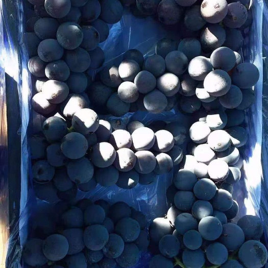 北镇市巨峰葡萄  葡萄质量好，糖度高，果粒硬度好需要好货的联系我哟