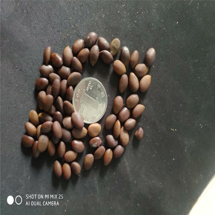 皂角种子辽宁省开原市货源