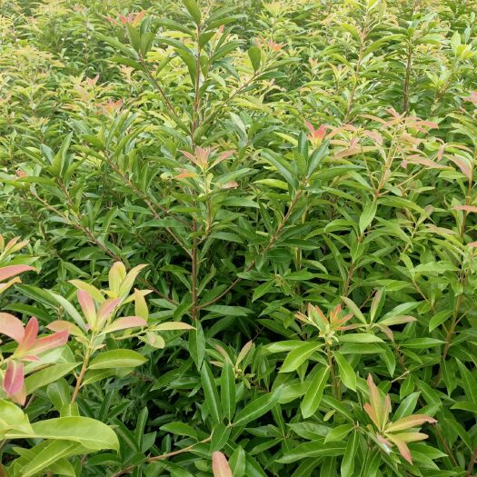 清流县木荷  供应各种造林绿化苗木