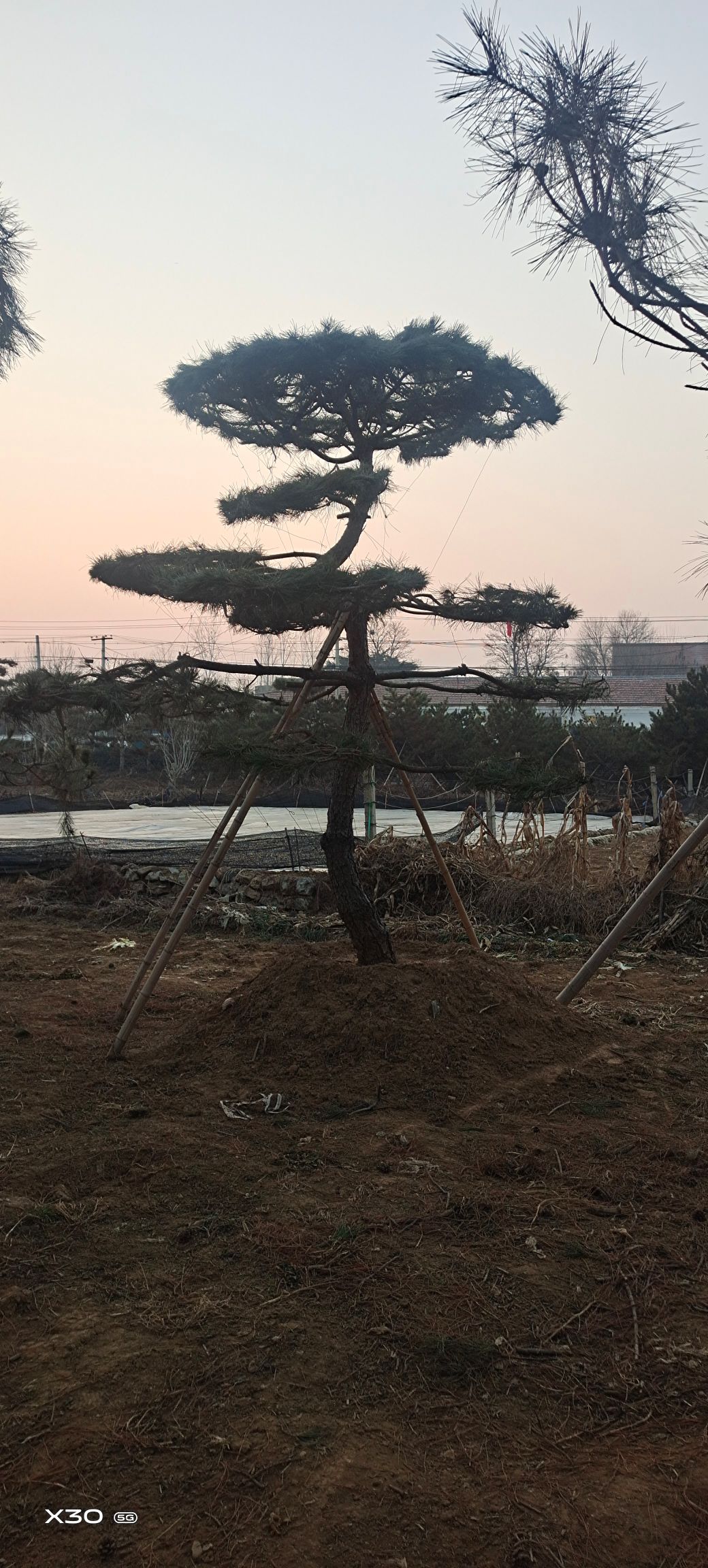 造型松树  精品造型松，景观松，造型油松，造型黑松