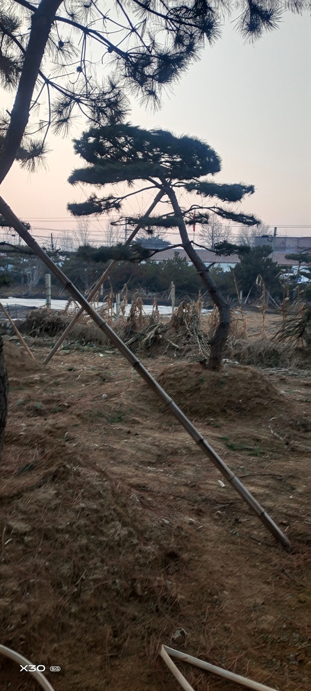 造型松树  精品造型松，景观松，造型油松，造型黑松