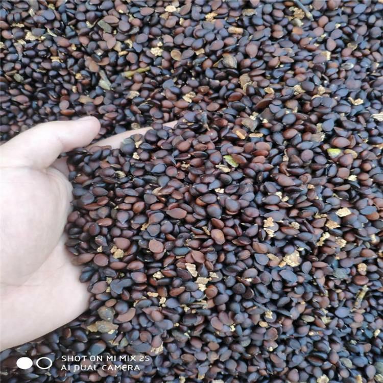 梨树种子 山梨种子辽宁省开原市货源