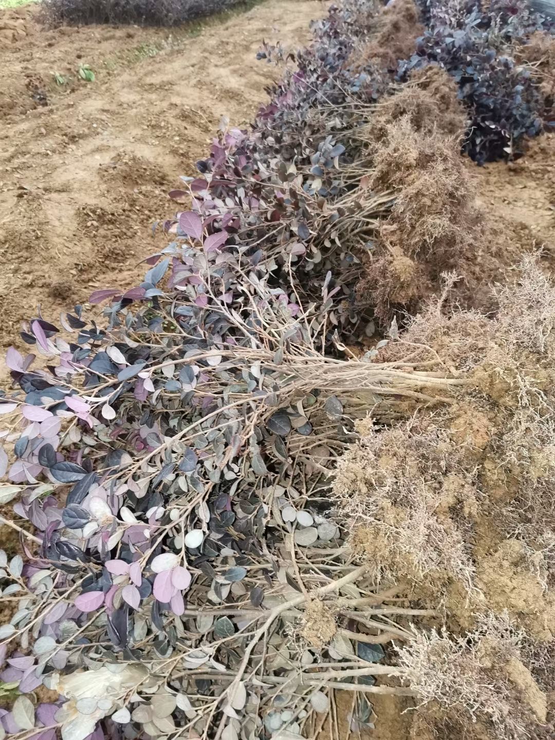 红花继木小苗批发、当年红花继木苗、移植红花继木苗