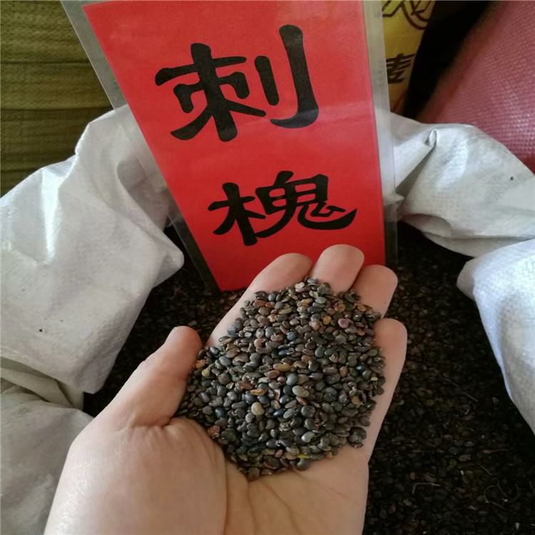 刺槐种子辽宁省开原市货源