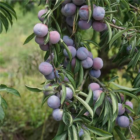 蜂糖李树苗  蜂糖李子树苗脆红李嫁接果树苗青脆李新品种鹅蛋李子苗南北方种植