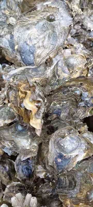 蓝点厚牡蛎  肉质鲜美，肥度9