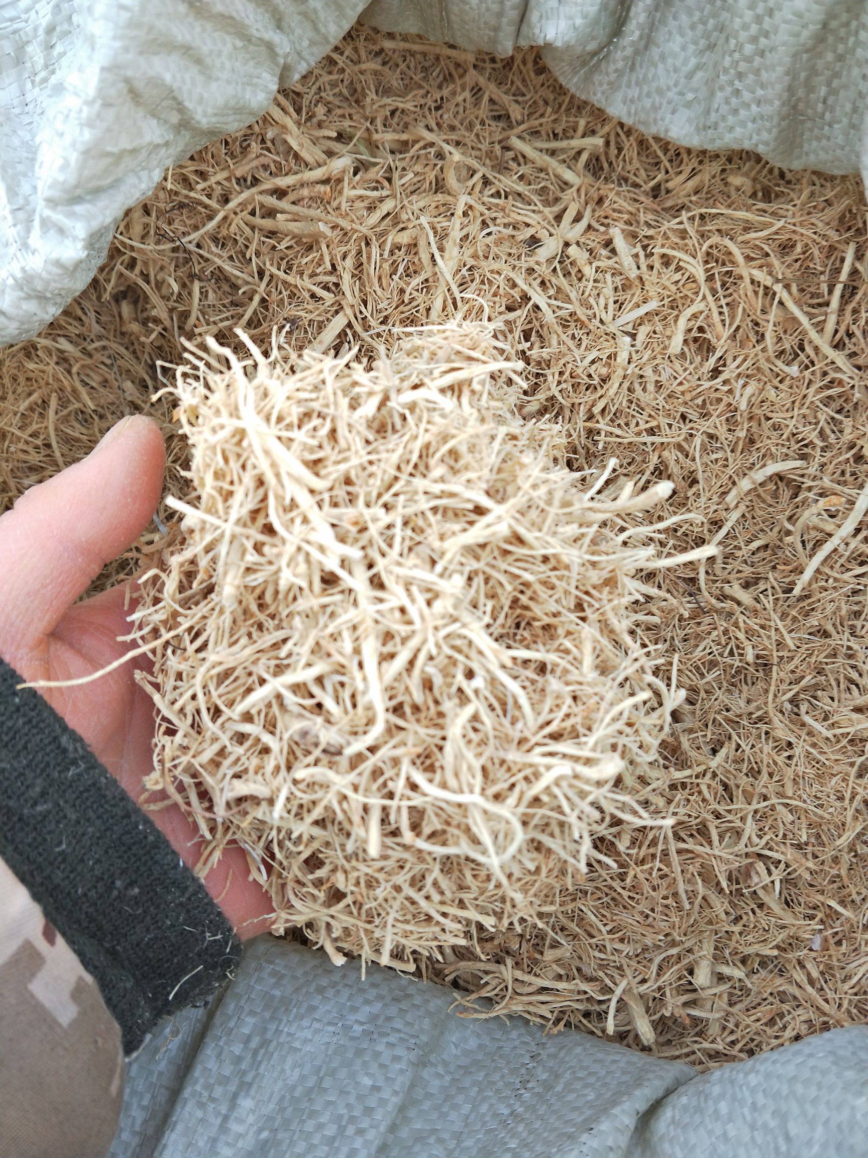 5年无硫优质西洋参碎须产地批发 一手货源 量大从优 欢迎选购