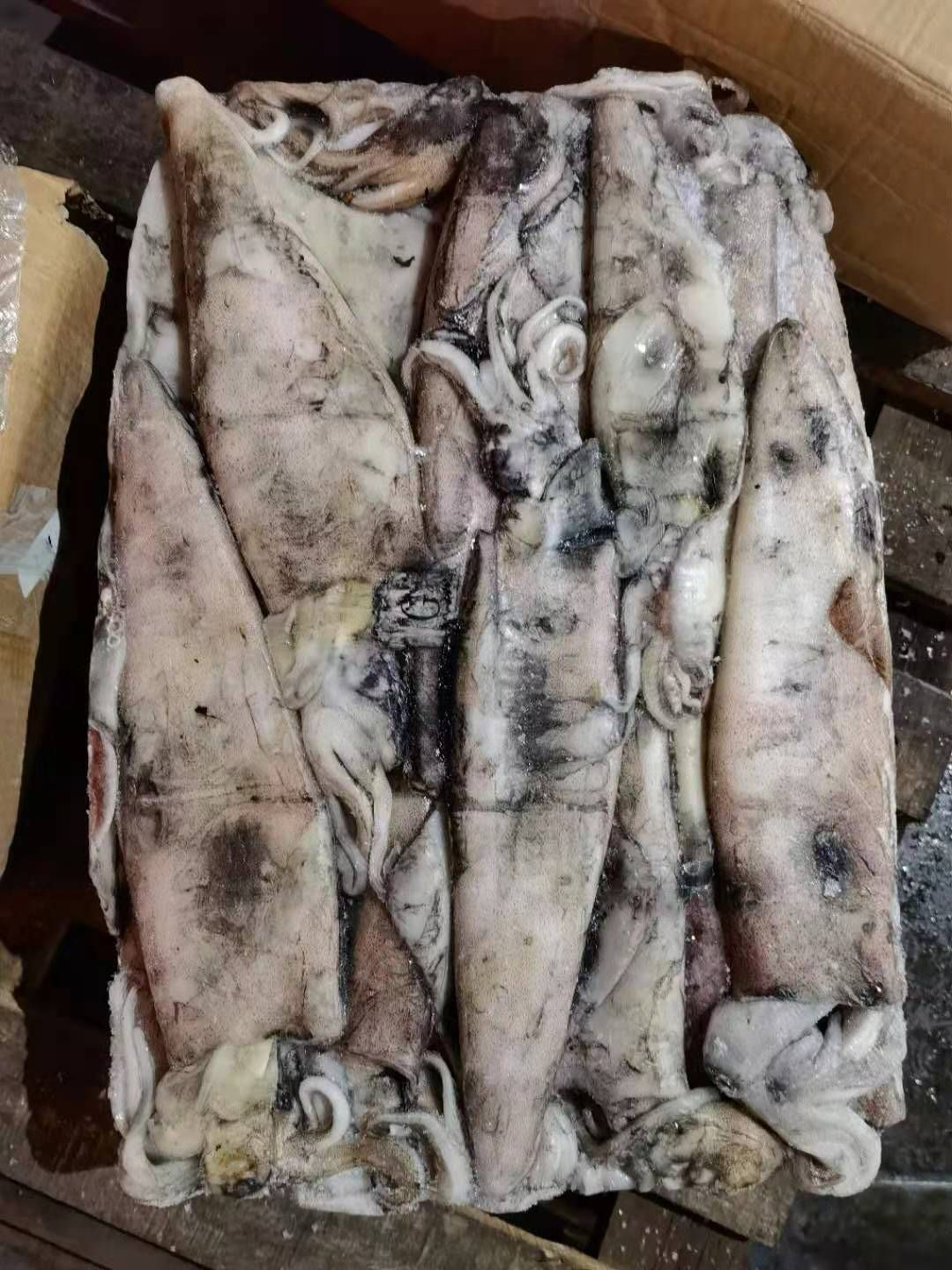  西非鱿鱼 G GG M各规格现货 马尾发货 长期稳定供货