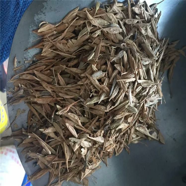 糖槭种子，复叶槭种子辽宁省地产耐寒种源