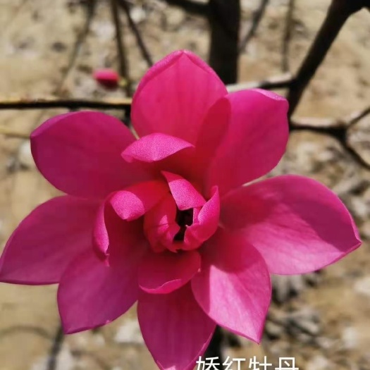 娇红一号红花玉兰  娇红牡丹玉兰  当年苗  牡丹玉兰