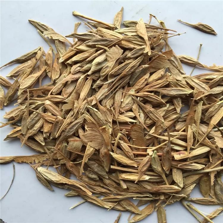 糖槭种子，复叶槭种子辽宁省地产耐寒种源