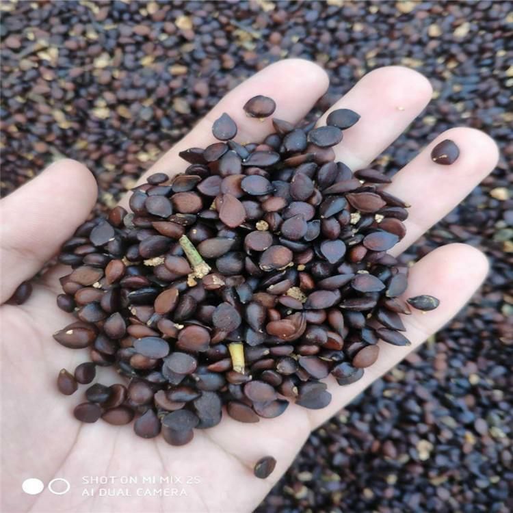 梨树种子 山梨种子辽宁省开原市货源