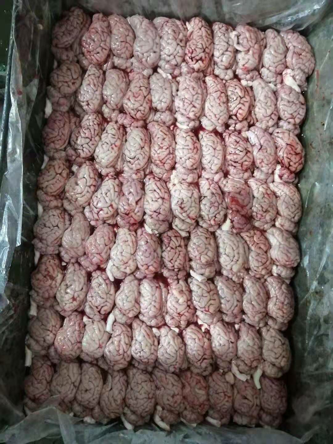 国产新鲜猪脑