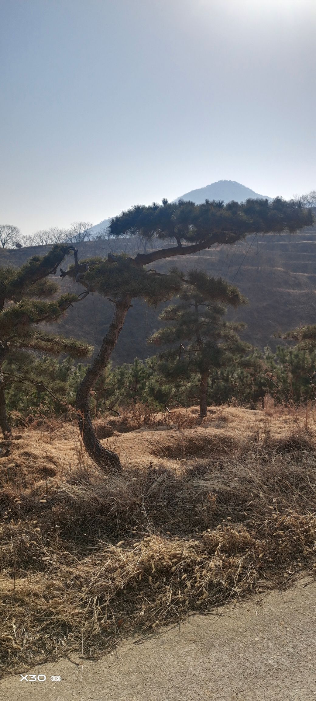 造型松树  精品造型松，景观松，造型油松，造型黑松