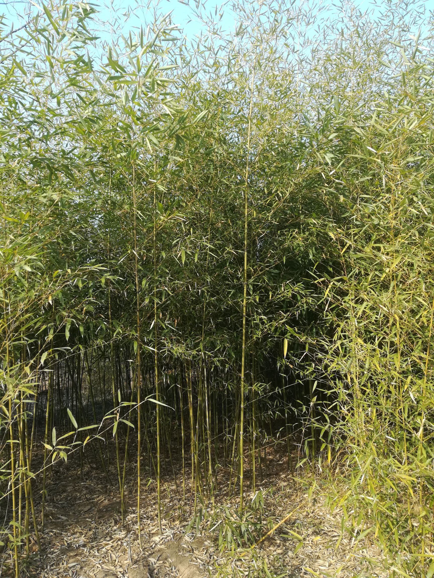 四季竹  常年大量供应绿化工程用竹苗；产地直发一手货源本人亲自带队质量