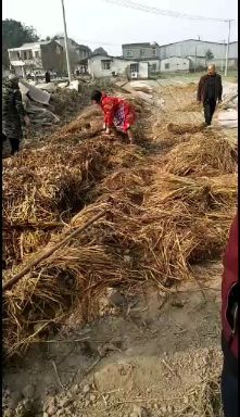 空心菜种子  成都柳叶空心菜种藤，吃起口感好，细嫩，下地出芽