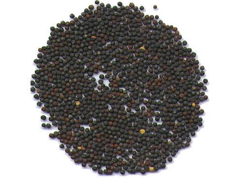 沭阳县油菜籽  鲜榨菜籽油，小时候的味道