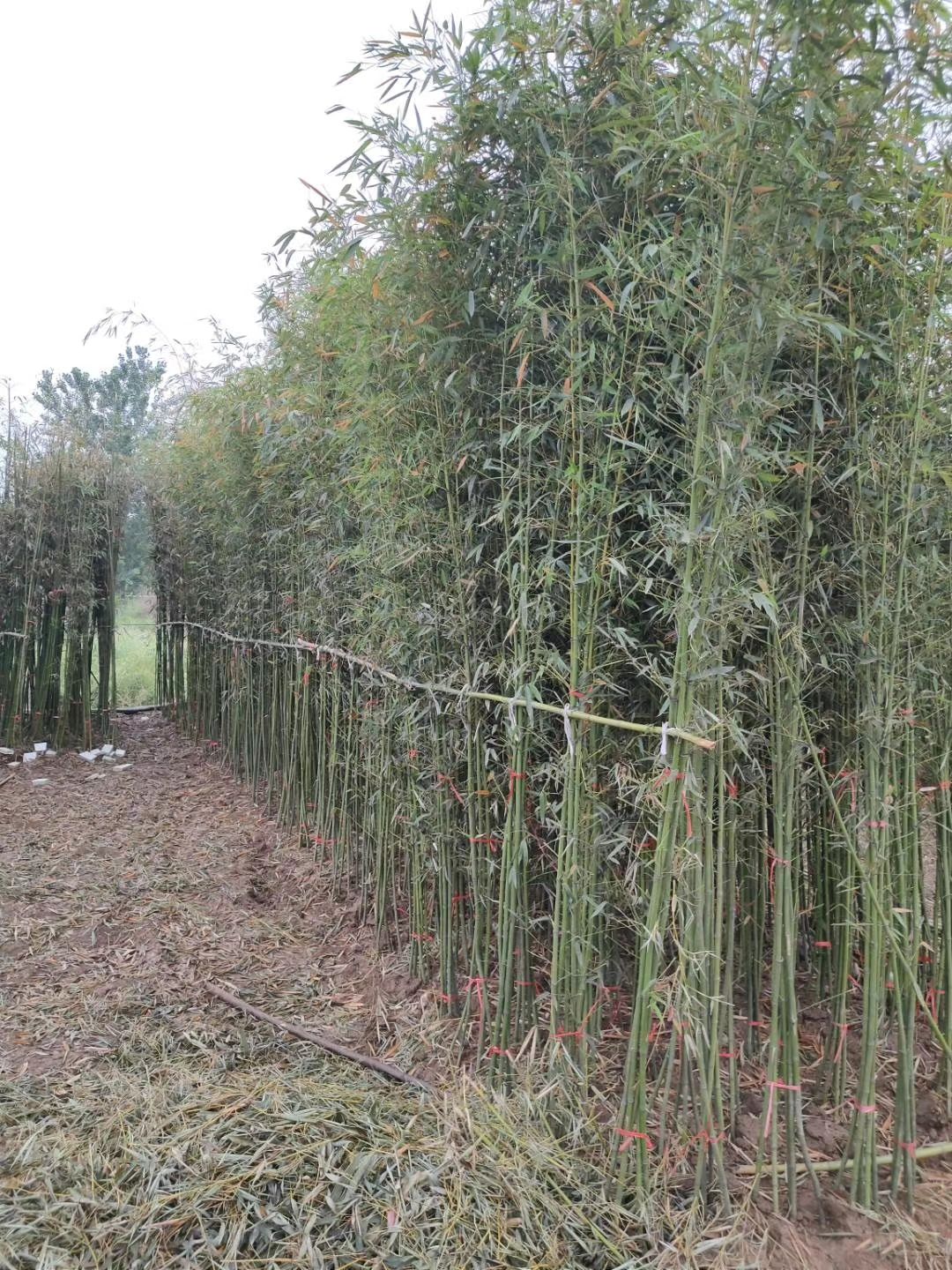 早园竹，早园竹，刚竹，刚竹，四季竹，淡竹，产地直销，一手货源