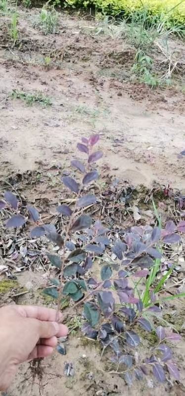红花继木小苗批发、当年红花继木苗、移植红花继木苗