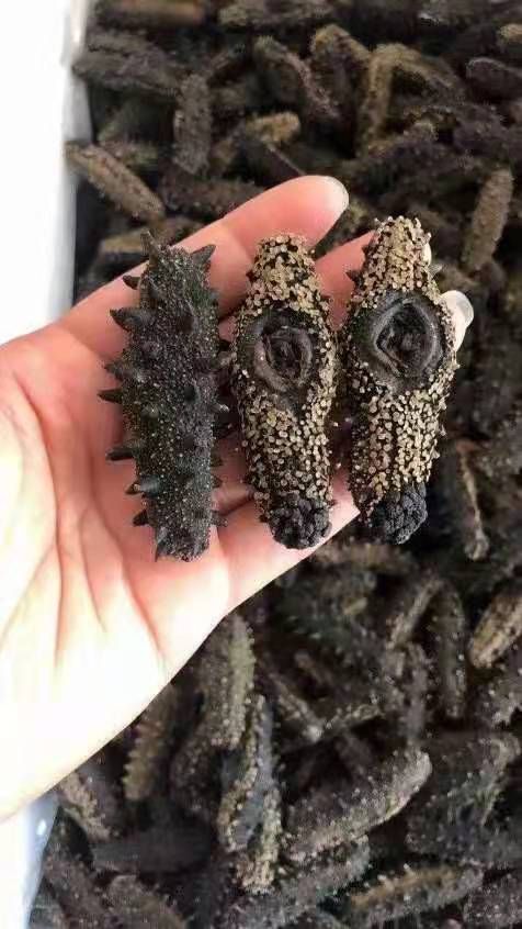  正宗海参（辽参）一手货源，实体店批发，零售均可，规格齐全，