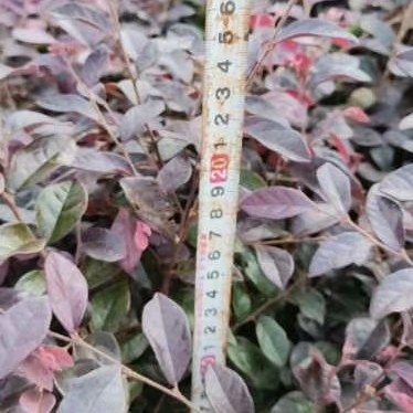 红花继木小苗批发、当年红花继木苗、移植红花继木苗