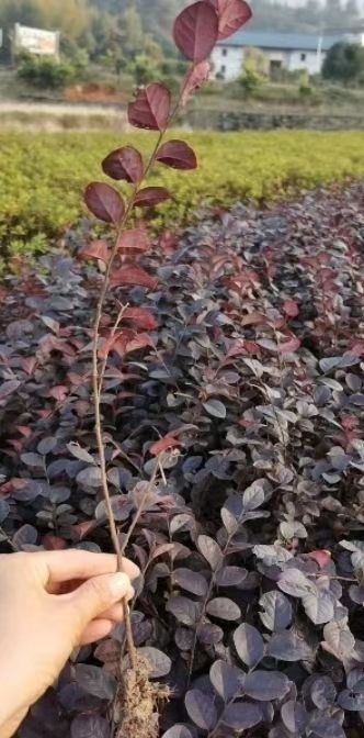 红花继木小苗批发、当年红花继木苗、移植红花继木苗