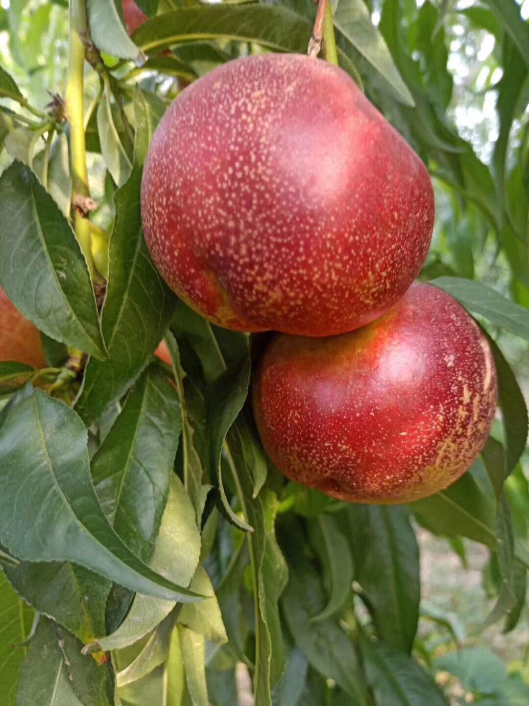 安徽油桃苗中油4号 21号 27号 48油桃 技术指导