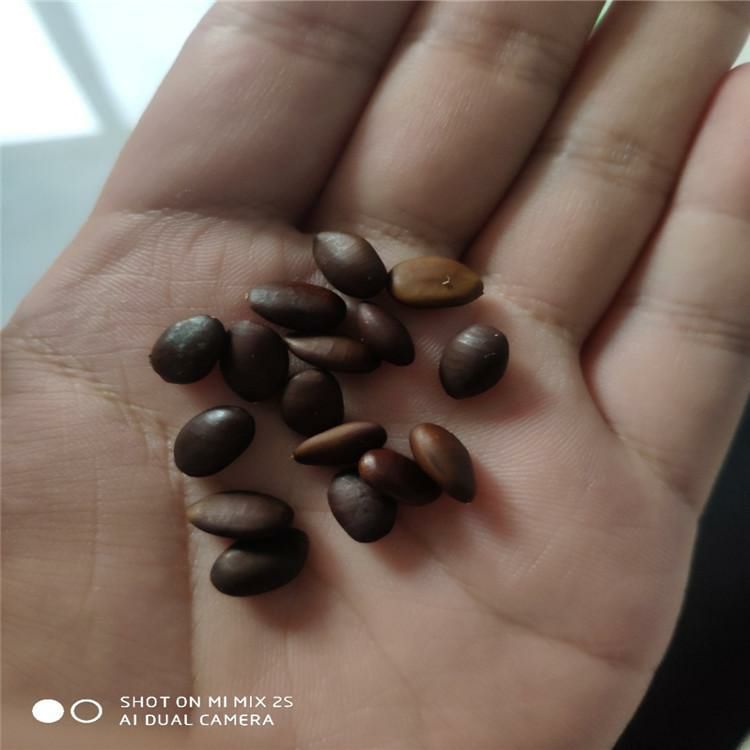 皂角种子辽宁省开原市货源